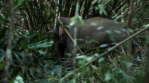 Big elephans in forest Stock Footage 120980710