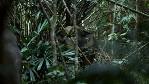 Big elephans in forest Stock Footage 120980721