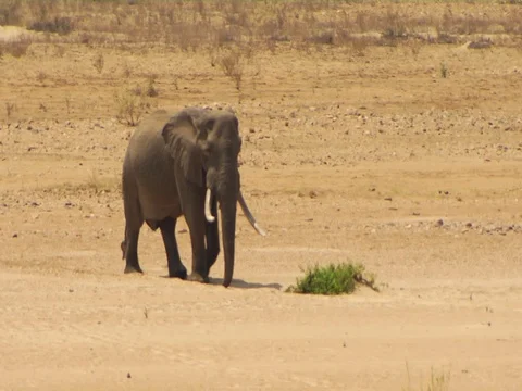 Big Elephant bull Letaba Stock Footage