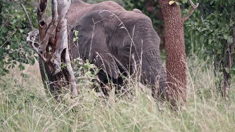 Big elephant feeding in the trees of akagera national park. close up shoot in Vidéo 112196852