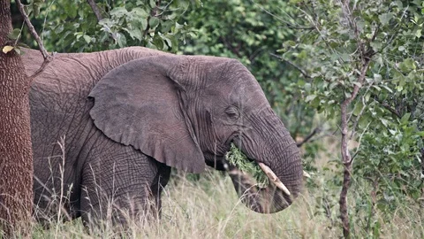 Big elephant feeding in the trees of akagera national park. close up shoot in Stock Footage 112198580