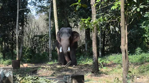 Big Elephant Stock Footage 36794745