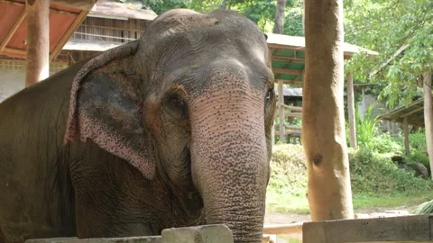 Big Elephant. Stock Footage 240745286