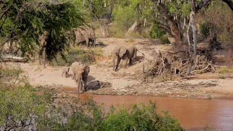 Big elephant herd drinks from river bed Stock Footage 78749748