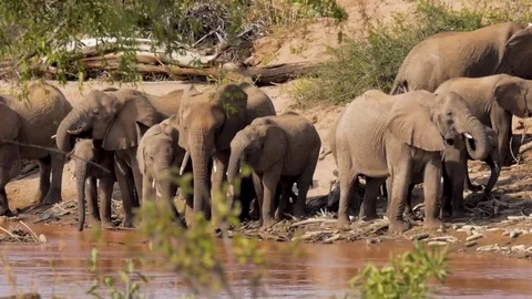 Big elephant herd gathers by river bed Stock Footage 78749697