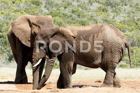Big Elephant hiding behind his brother - African Bush Elephant Stock Photos