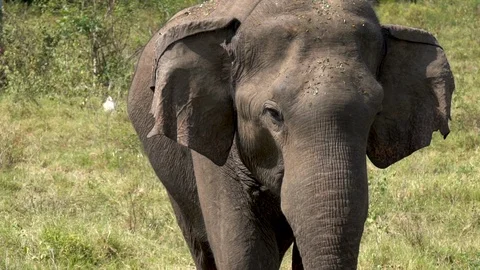 Big elephant looking at the camera in Sri Lanka. Slow motion footage. Stock Footage 89472515