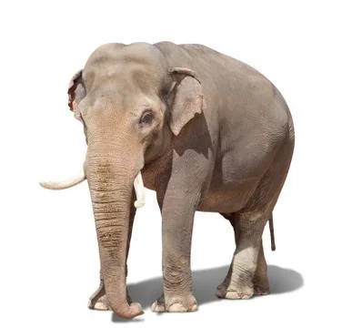 Big elephant Stock Photos
