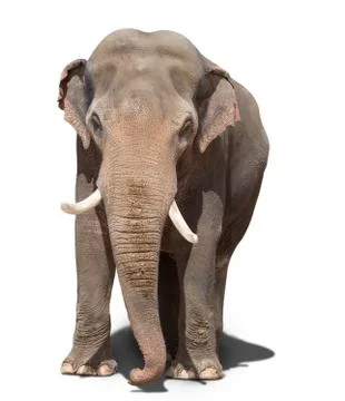 Big elephant Stock Photos