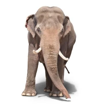 Big elephant Stock Photos