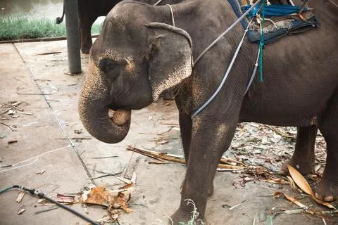 Big elephant with saddle on the back Stock Photos