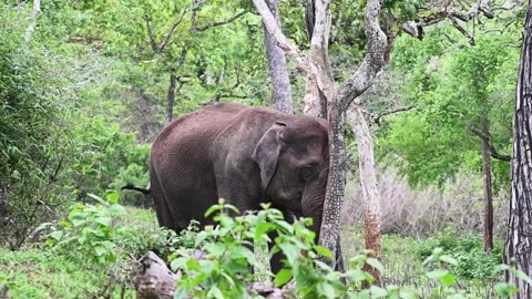 Big elephant scratching its trunk on a huge tree in Bandipur national park Stock Footage 279069610
