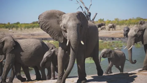 Big Elephant in Sunlight on the Pool Stock Footage 281728856