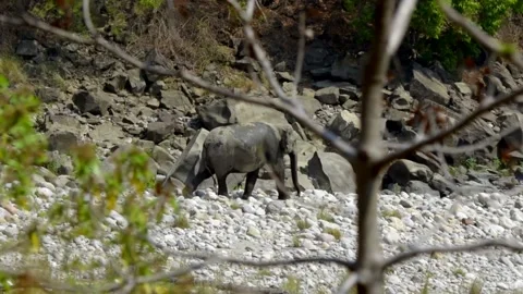 Big elephant walking on a dry river bed in Corbett, Uttarakhand, India Stock Footage 135886856