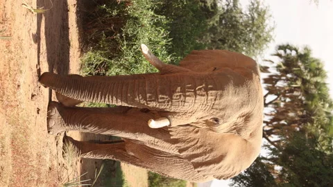 Big Elephant Walking Vídeos de archivo 234678963