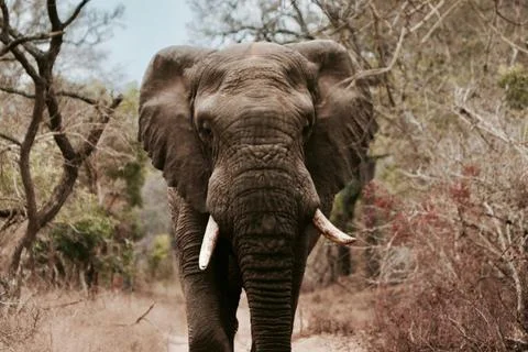 A big elephant is walking in the forest Stock Photos