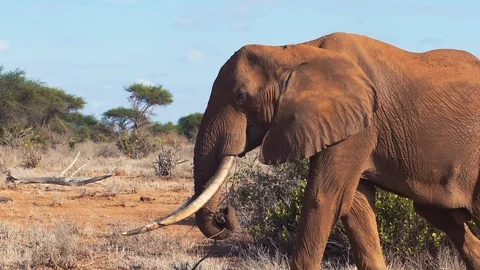 Big elephant walking in slow motion Video stock 86320652