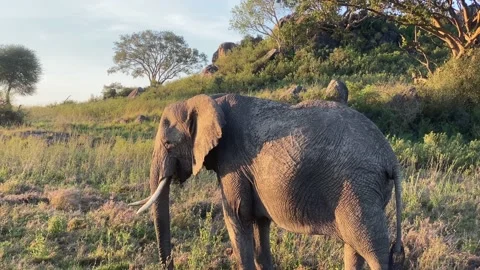 Big elephant in the wild. An elephant eats grass Stock Footage 170182984