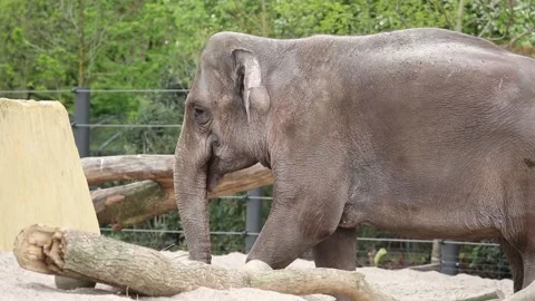 Big elephant in zoo 库存影片 90749403