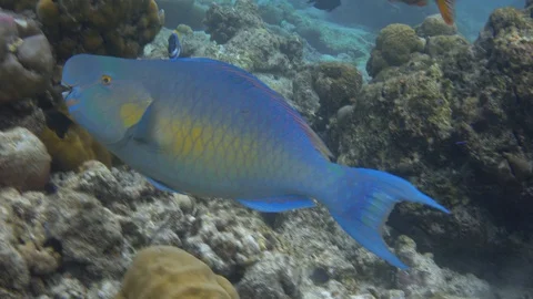 Big ember parrotfish fish feeds on coral reef. Maldives. 4K Video stock 128434965