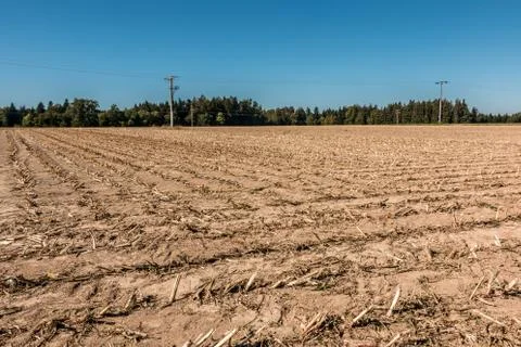 Big empty corn field with little forest Foto stock