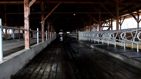 Big empty farm  for Dairy cows in the stable Stock Footage 35909035