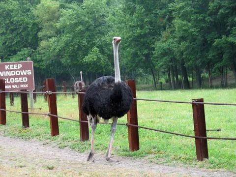 Big emu Stock Photos