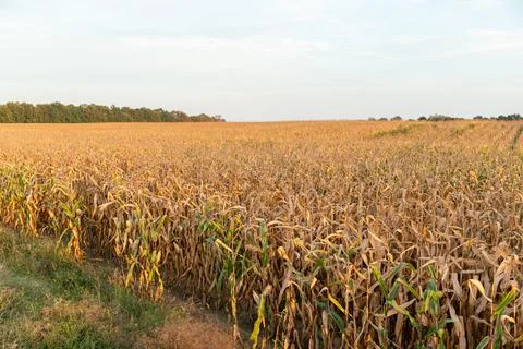 Big endless field of corn Stock Photos