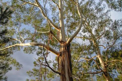 Big eucalyptus tree loosing layers of bark Foto stock