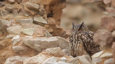 Big Eurasian Eagle Owl, bird sitting on the rock in dark forest. Stock Footage 88028304
