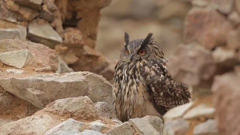 Big Eurasian Eagle Owl, bird sitting on the rock in dark forest. Stock Footage 88028318