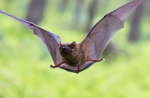 Big evening sailor a tree bat in the forest Stock Photos