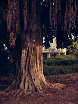 Big exotic tree with falling brown branches and big roots over the land Foto stock