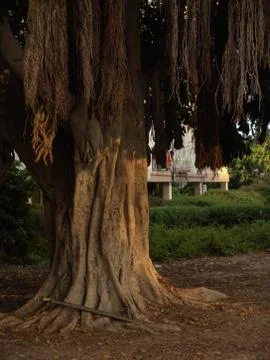 Big exotic tree with falling brown branches and big roots over the land 写真素材