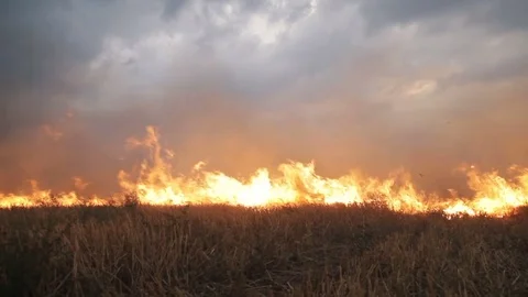 The big extensive fire in the field Video stock 79529608