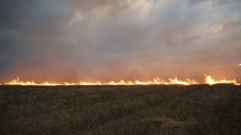 The big extensive fire in the field Stock Footage