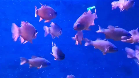 Big eye Fish Stock Footage 198156217