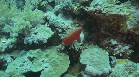 Big eye fish at the reef Stock Footage 22641555