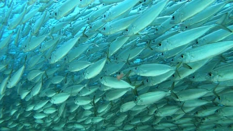 Big Eye Scad going with the current Video stock 136627006