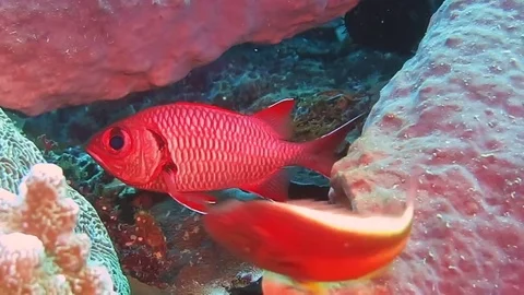 Big eye squirrel fish, holocentridae on | Stock Video | Pond5