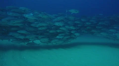 Big eye Trevally Jack, (Caranx sexfasciatus) Stock Footage 59000995