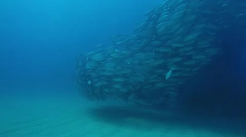 Big eye Trevally Jack, (Caranx sexfasciatus) Stock Footage 59079869