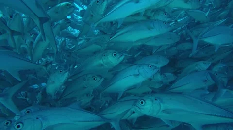 Big eye Trevally Jack, (Caranx sexfasciatus) Stock Footage 59079886