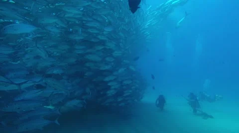Big eye Trevally Jack, (Caranx sexfasciatus) Stock Footage 59079905