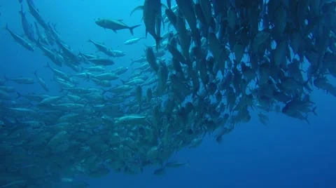 Big eye Trevally Jack, (Caranx sexfasciatus) Stock Footage 59079940