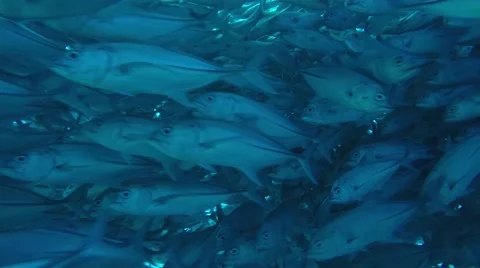 Big eye Trevally Jack, (Caranx sexfasciatus) Stock Footage 59079996