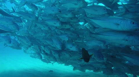 Big eye Trevally Jack, (Caranx sexfasciatus) Stock Footage 59080143
