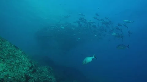 Big eye Trevally Jack, (Caranx sexfasciatus) Stock Footage 59081179