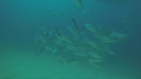 Big eye Trevally Jack, (Caranx sexfasciatus) Stock Footage 59108283