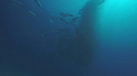 Big eye Trevally Jack, (Caranx sexfasciatus) Stock Footage 59114108